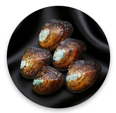 freshwater pearl mussels for pearl cultivation